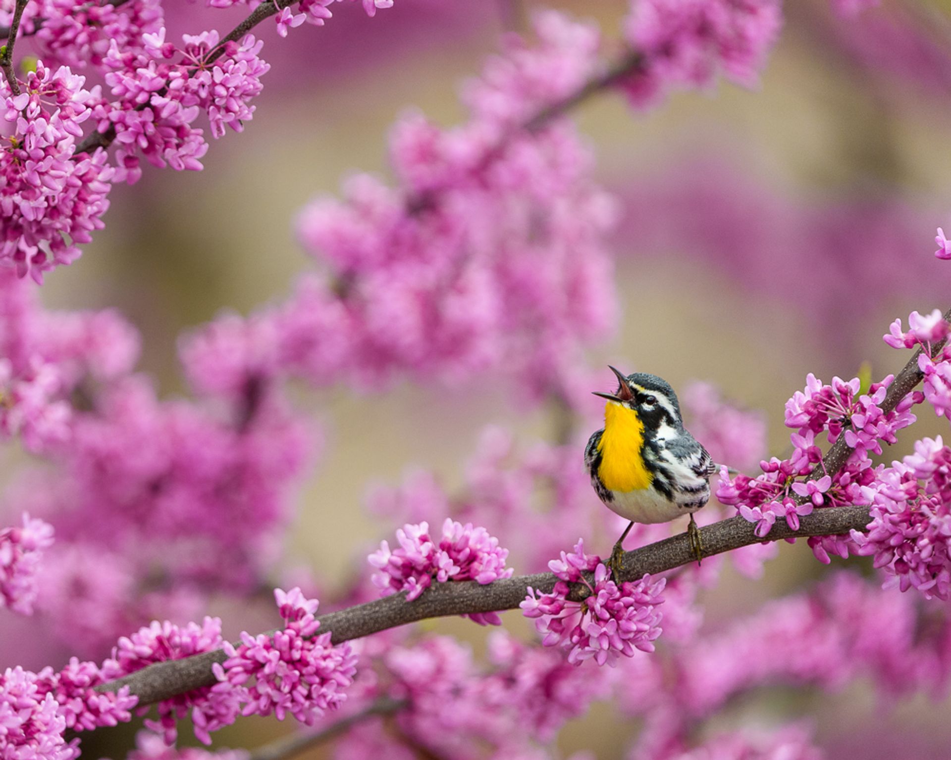 A Yellow-throated Warbler perched among the vibrant pink blossoms of an Eastern Redbud tree in Illinois.