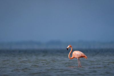 American flamingo in Florida