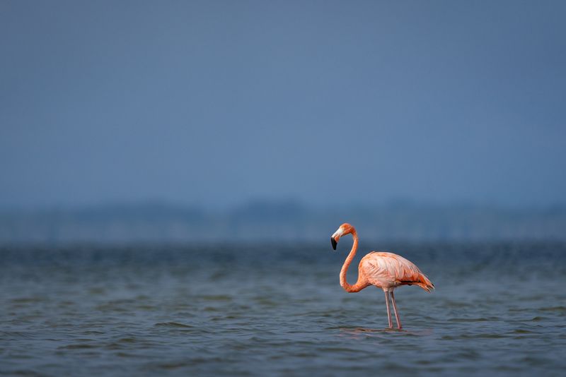 An American flamingo stands in shallow water