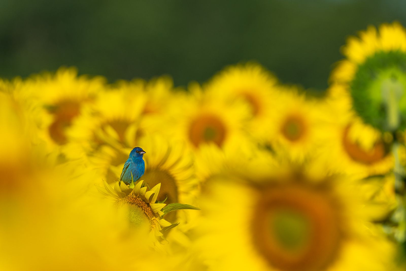 An indigo bunting perched in a field of sunflowers