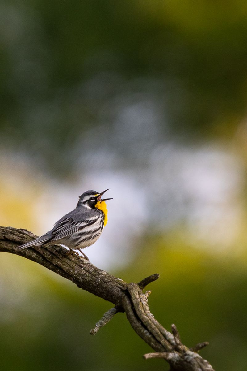 A yellow-throated warbler perched on a branch, singing in front of a bokeh background