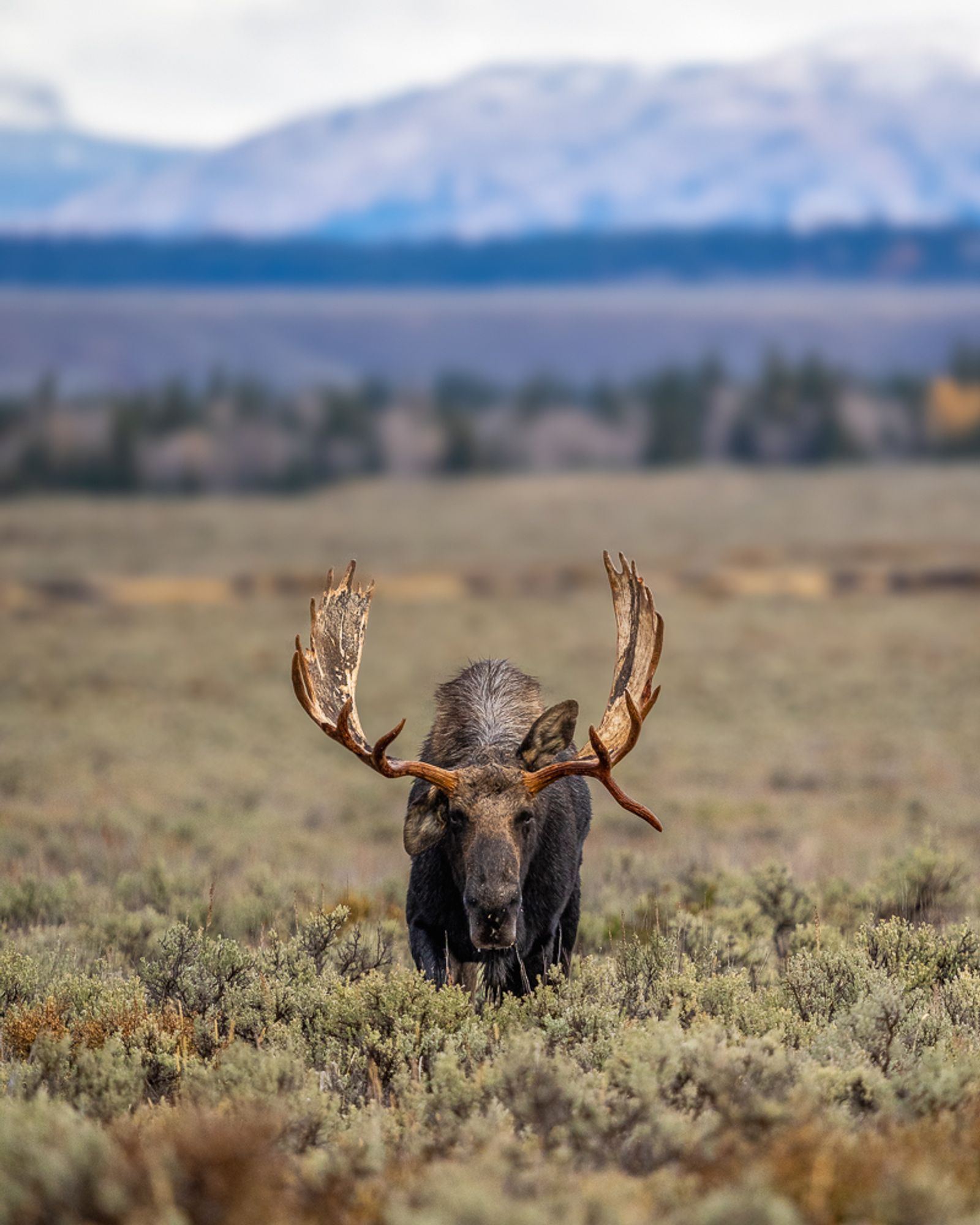 Hoback the moose, head on, in a field of sagebrush with mountains in the background