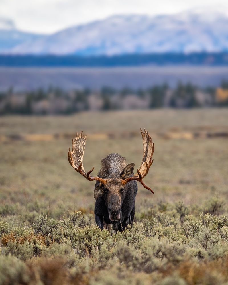Hoback the moose, head on, in a field of sagebrush with mountains in the background