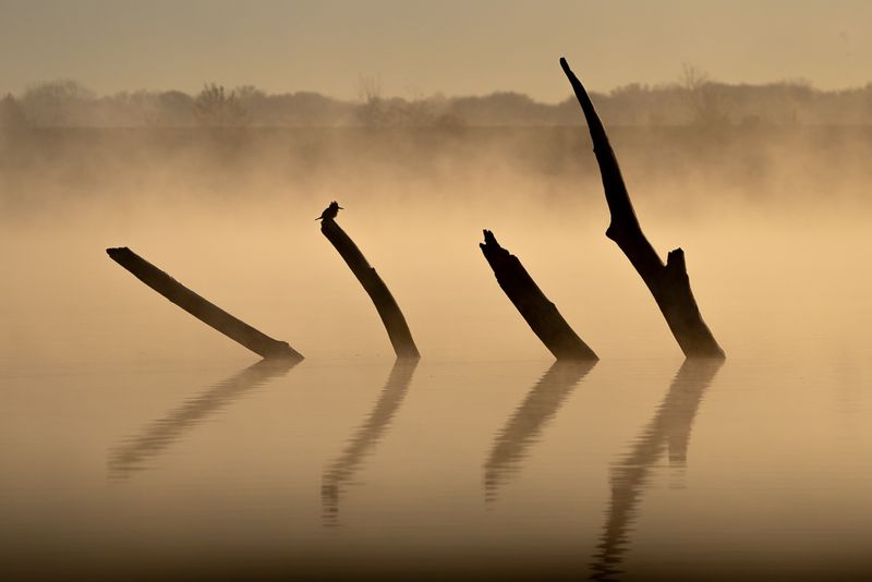 Silhouette of four large branches sticking out of a foggy lake, with a belted kingfisher perched atop one of them