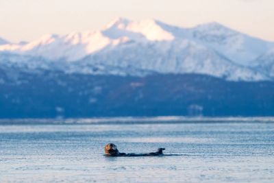 A sea otter floats along the coast of Homer, Alaska