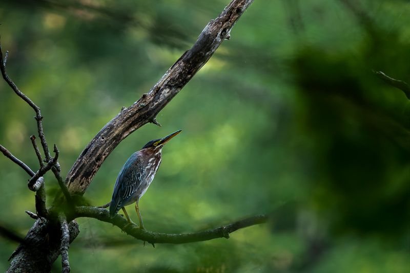 A green heron perched on a brand surrounded by green foliage
