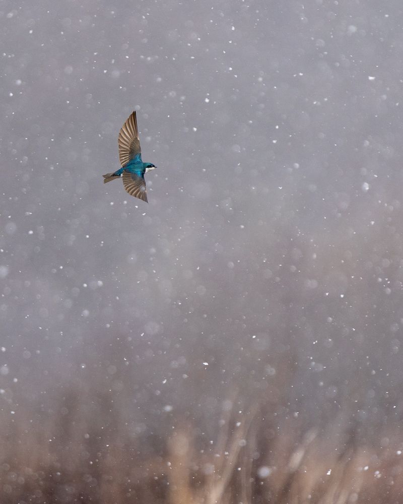 A tree swallow flying amongst falling snowflakes