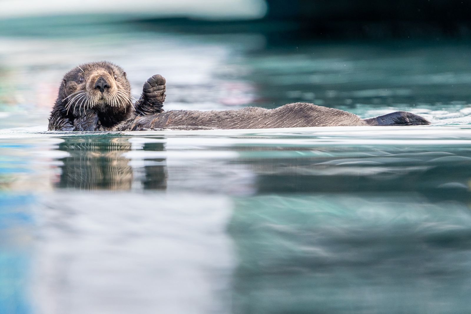A sea otter floats in the water in Homer, Alaska