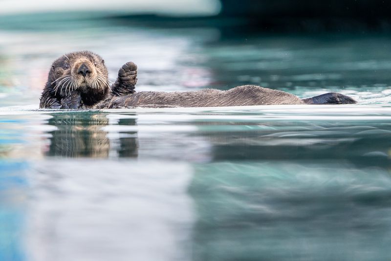 A sea otter floats in the water in Homer, Alaska