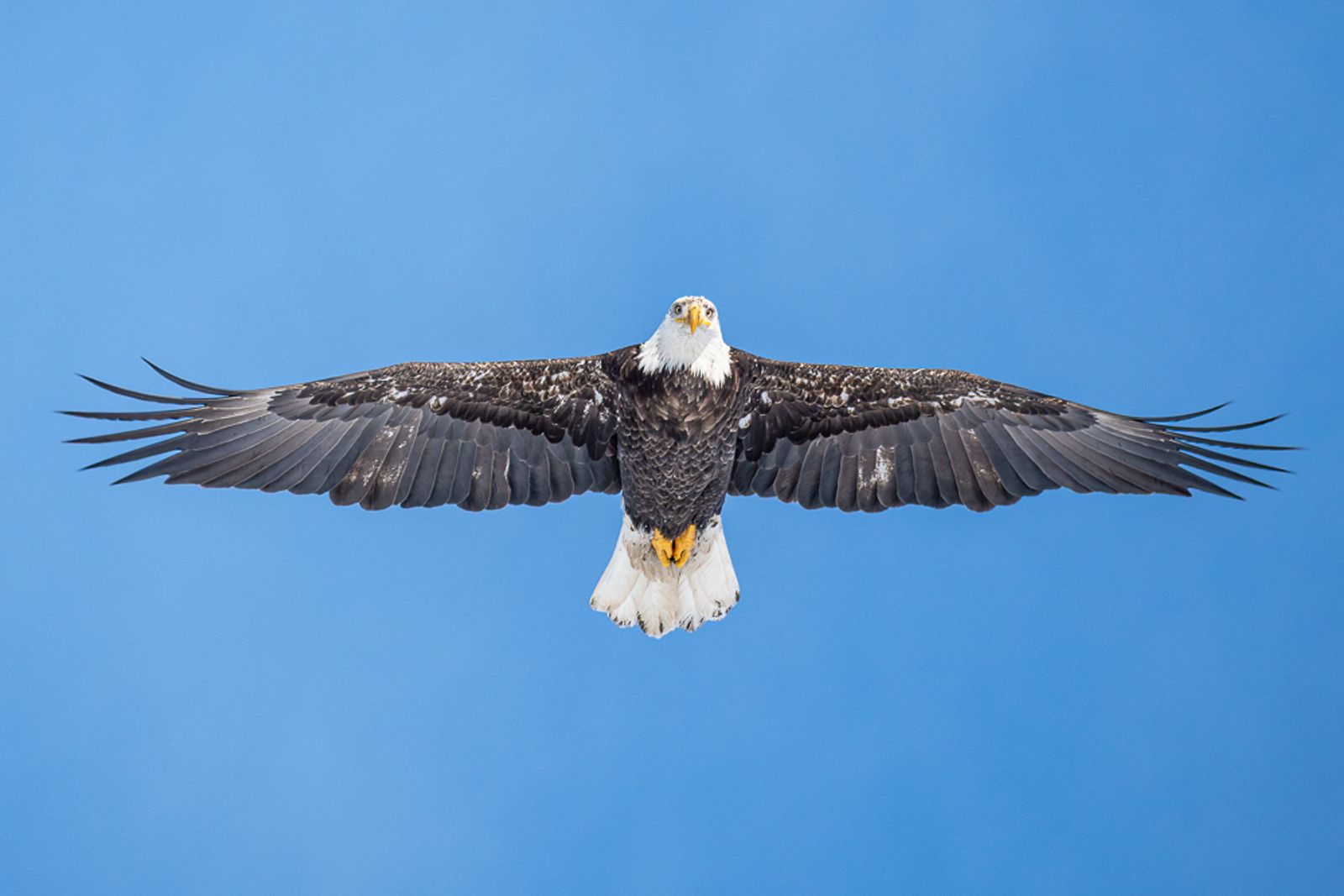 A bald eagle soars overhead in the blue sky, looking down, with its wings fully spread