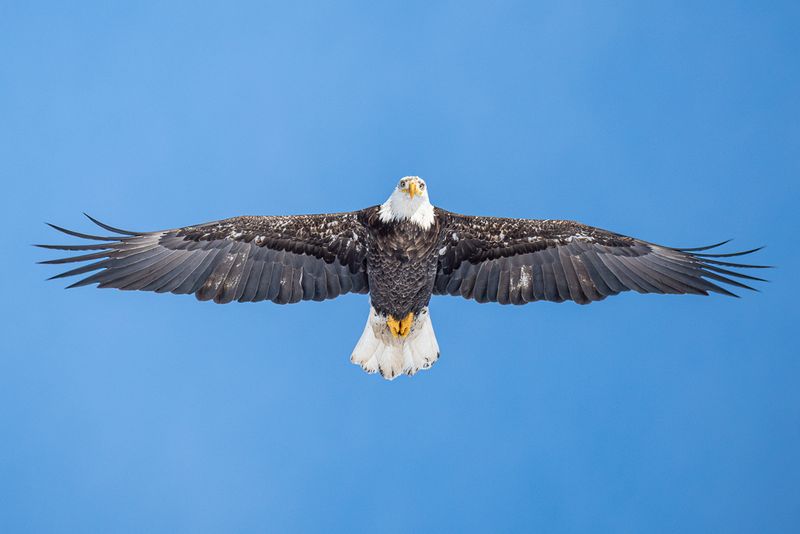 A bald eagle soars overhead in the blue sky, looking down, with its wings fully spread