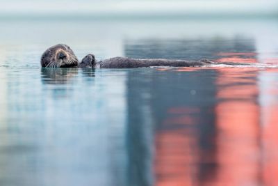 A sea otter in Homer, Alaska