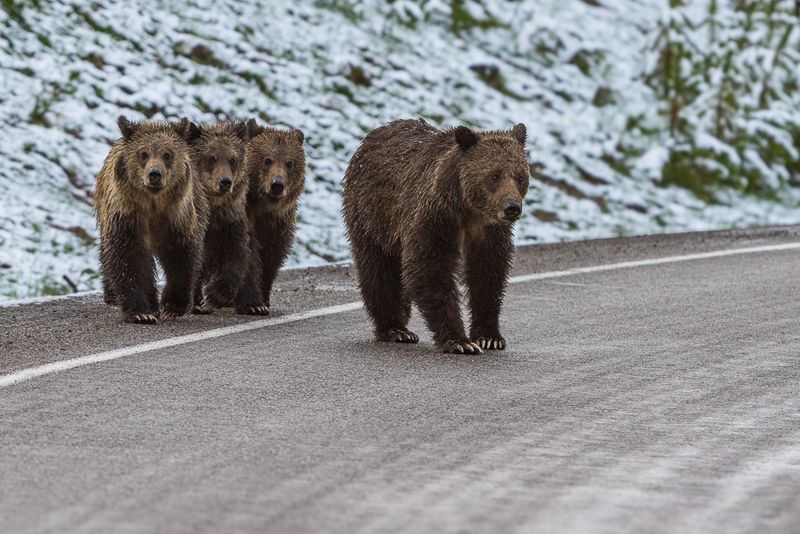 A grizzly bear mom leads her three cubs across the road