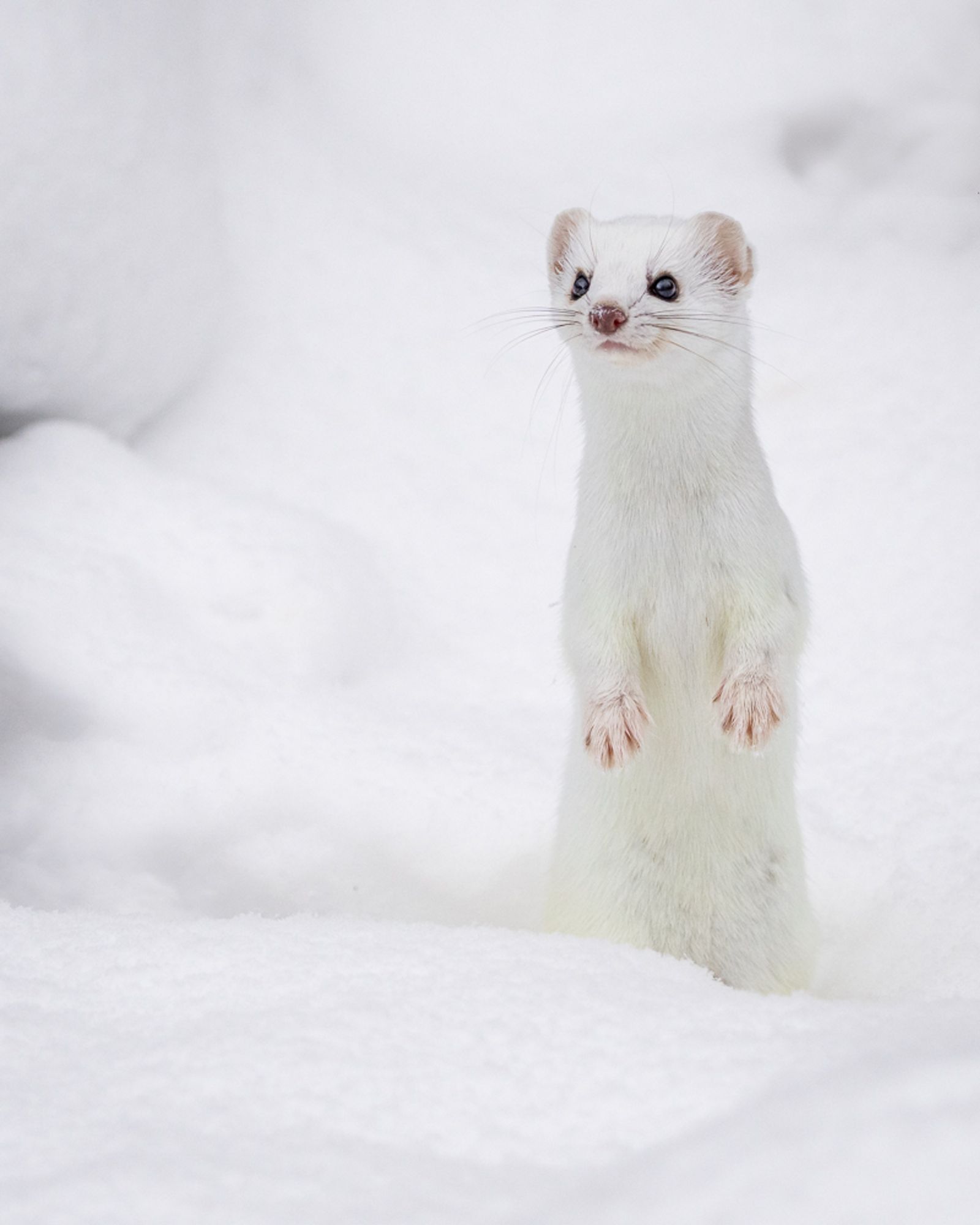 An ermine standing up surrounded by snow