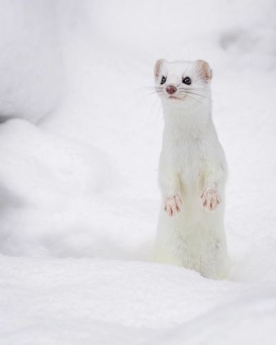 Ermine in Minnesota