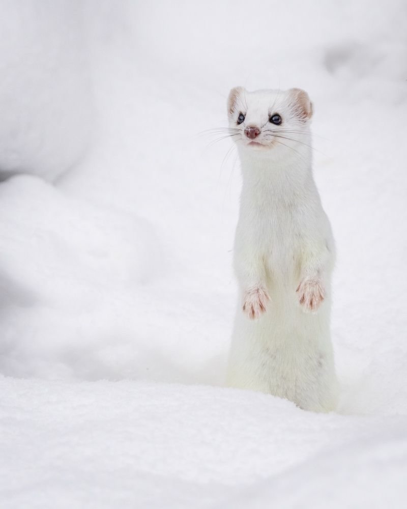 An ermine standing up surrounded by snow