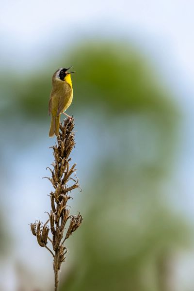 Common yellowthroat in Illinois