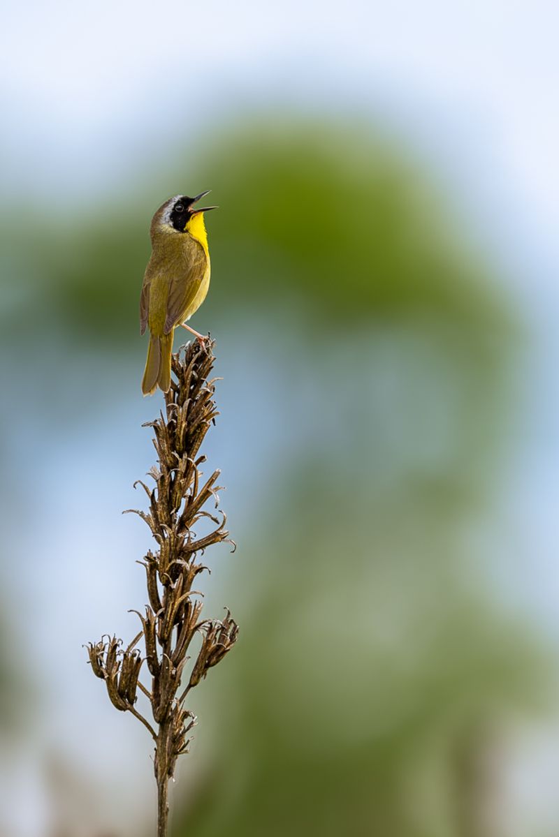A common yellowthroat perched, singing, a top a dried plant