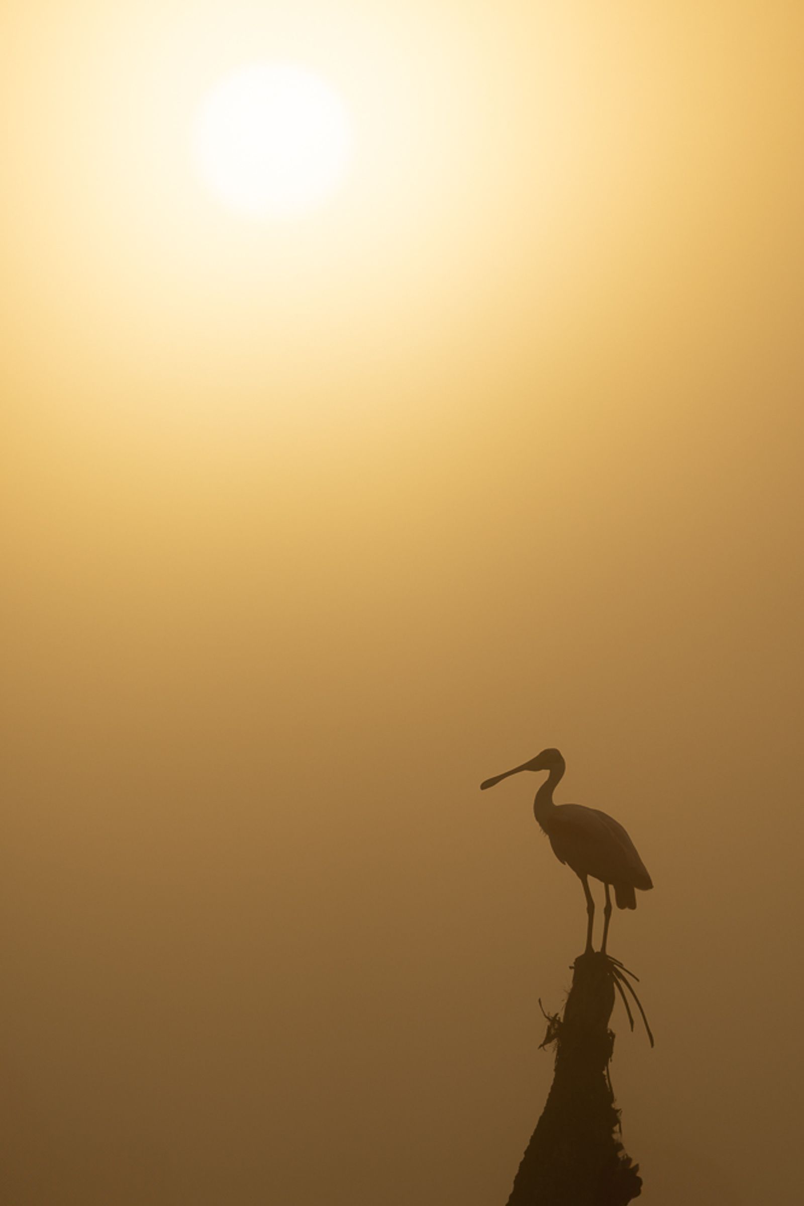 Silhouette of a roseate spoonbill perched on top of a tree with the rising sun behind it