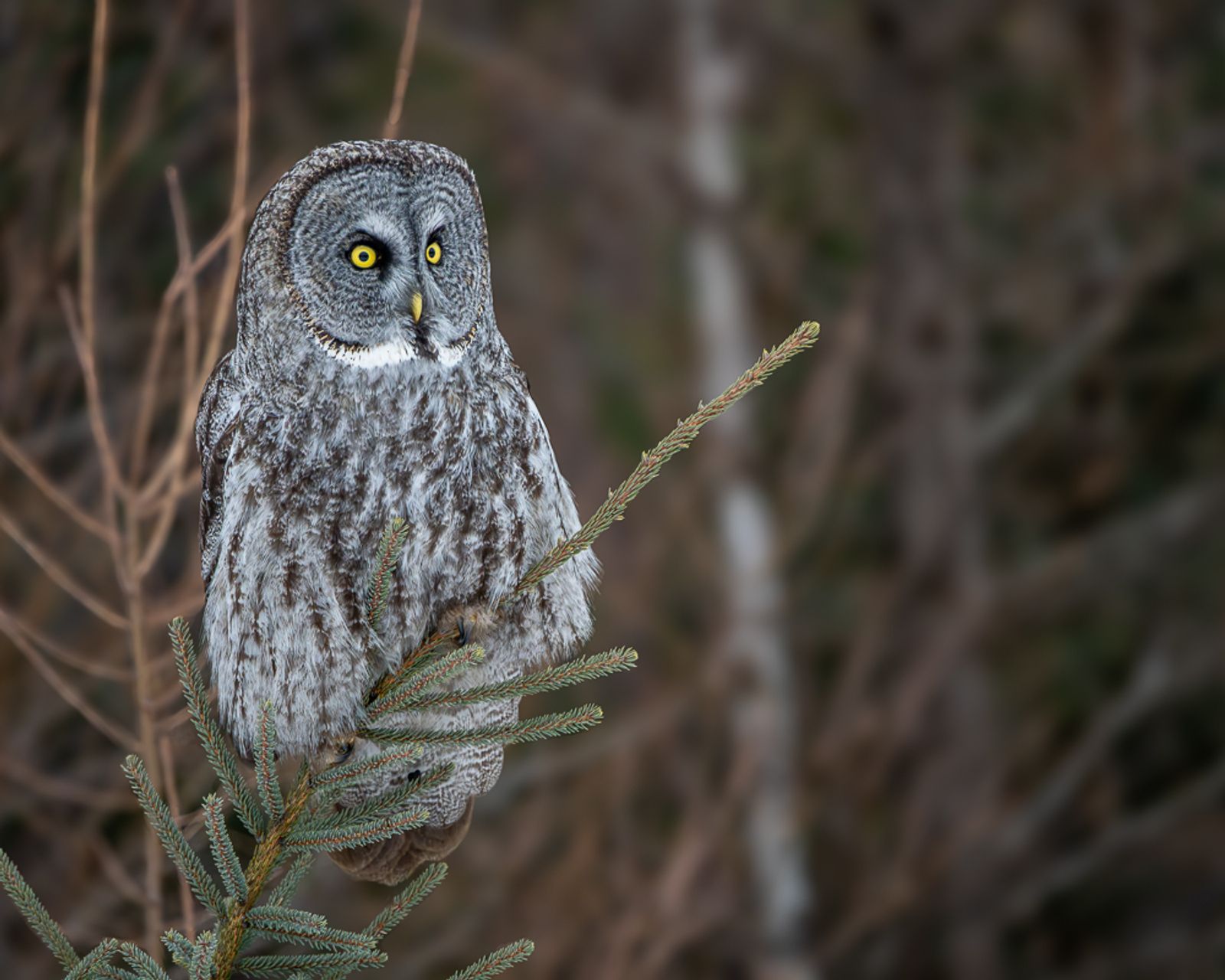 A great gray owl perched atop a pine tree