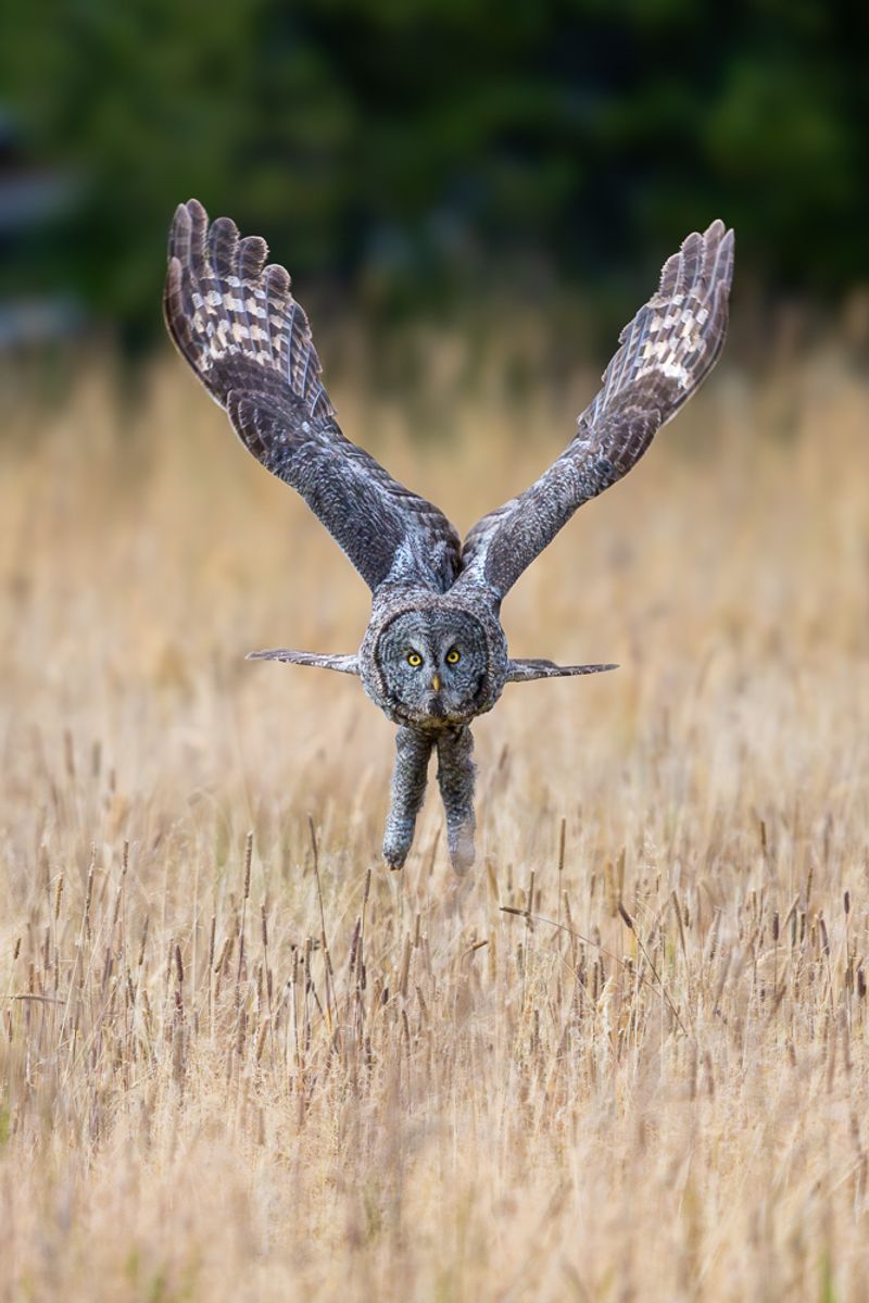 A great gray owl flying head on, over a field of golden grass