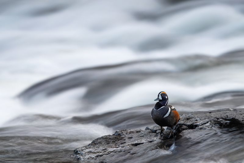 A male harlequin duck stands on a rock with rushing rapids behind him, blurred out with a long exposure