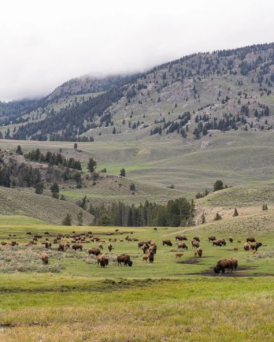 Bison in the Lamar Valley of Yellowstone National Park