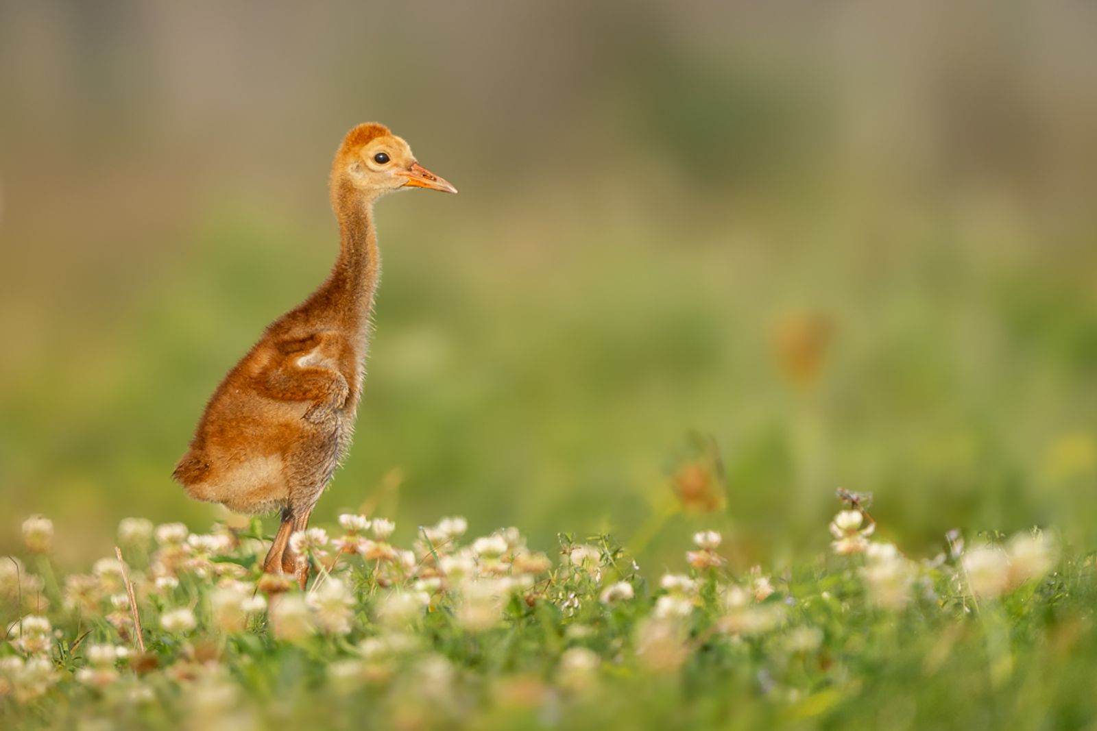 A very young sandhill colt standing amongst short grass and flowers
