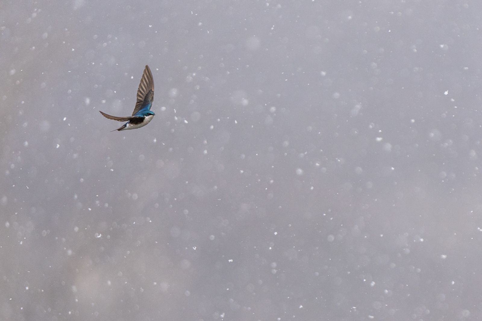 A tree swallow flying amongst falling snowflakes