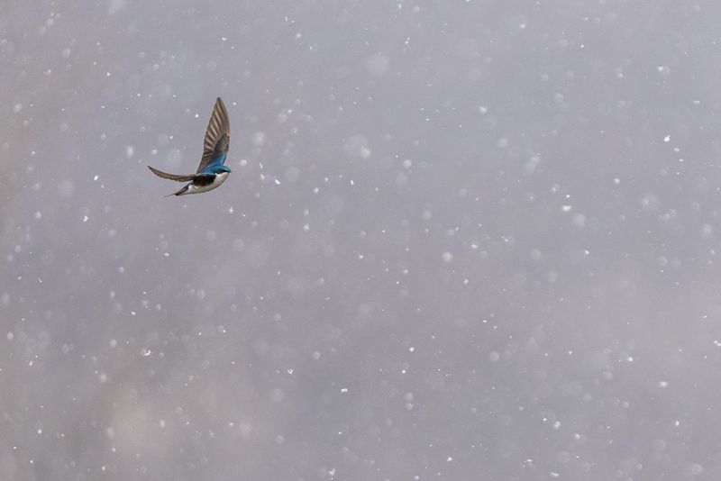 A tree swallow flying amongst falling snowflakes