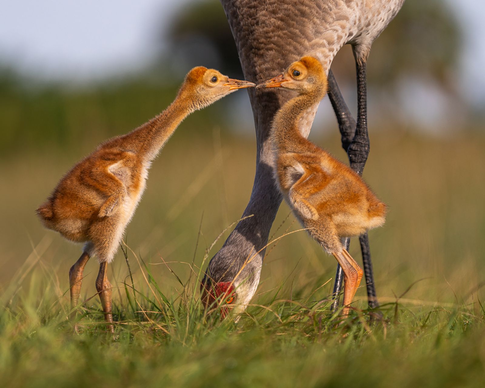Two young sandhill colts beak-to-beak as if they're kissing, with one of the parents behind them with its beak in the ground
