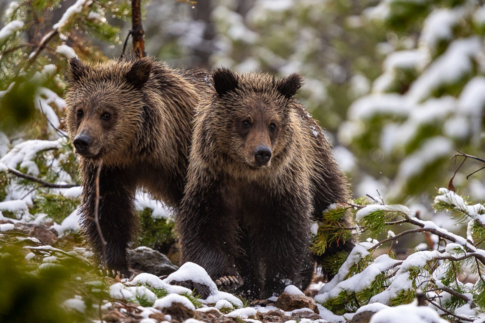 Two grizzly bear cubs walk through the forest brushed with snow