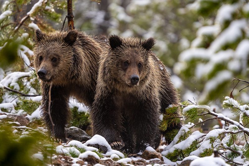 Two grizzly bear cubs walk through the forest brushed with snow
