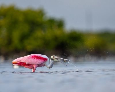 Roseate spoonbill in Florida