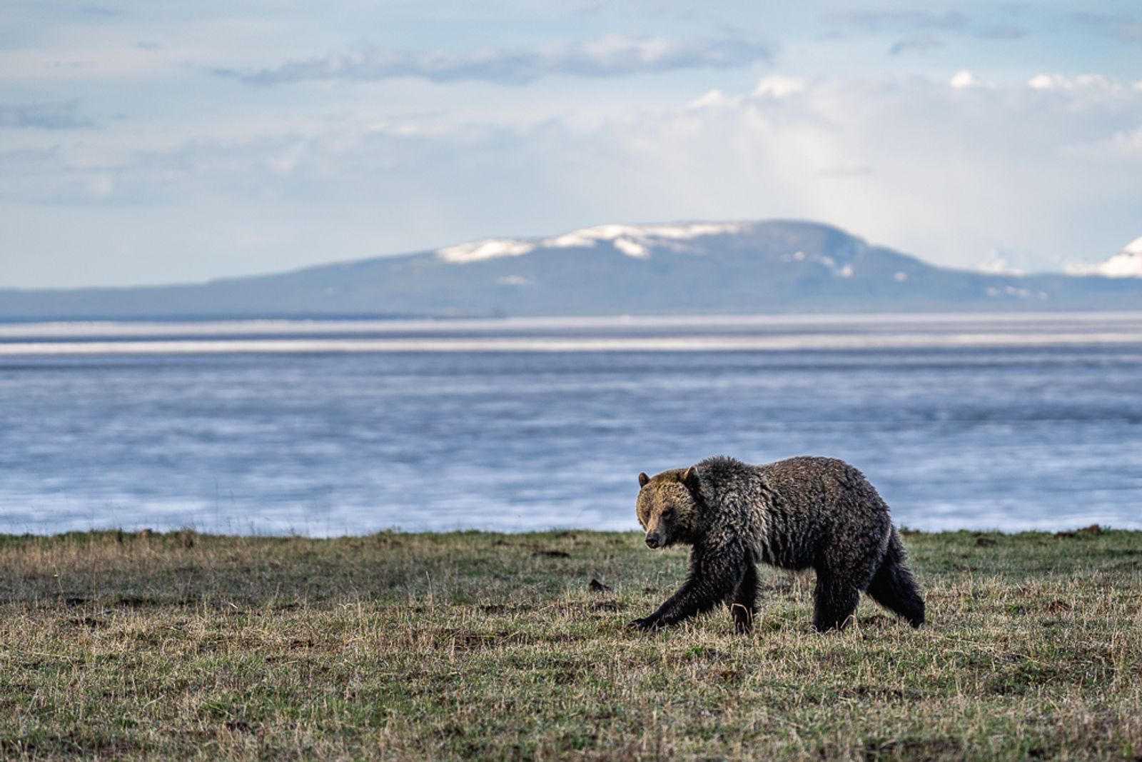 "Jam" the grizzly bear walks in front of Lake Yellowstone and snow-capped mountains