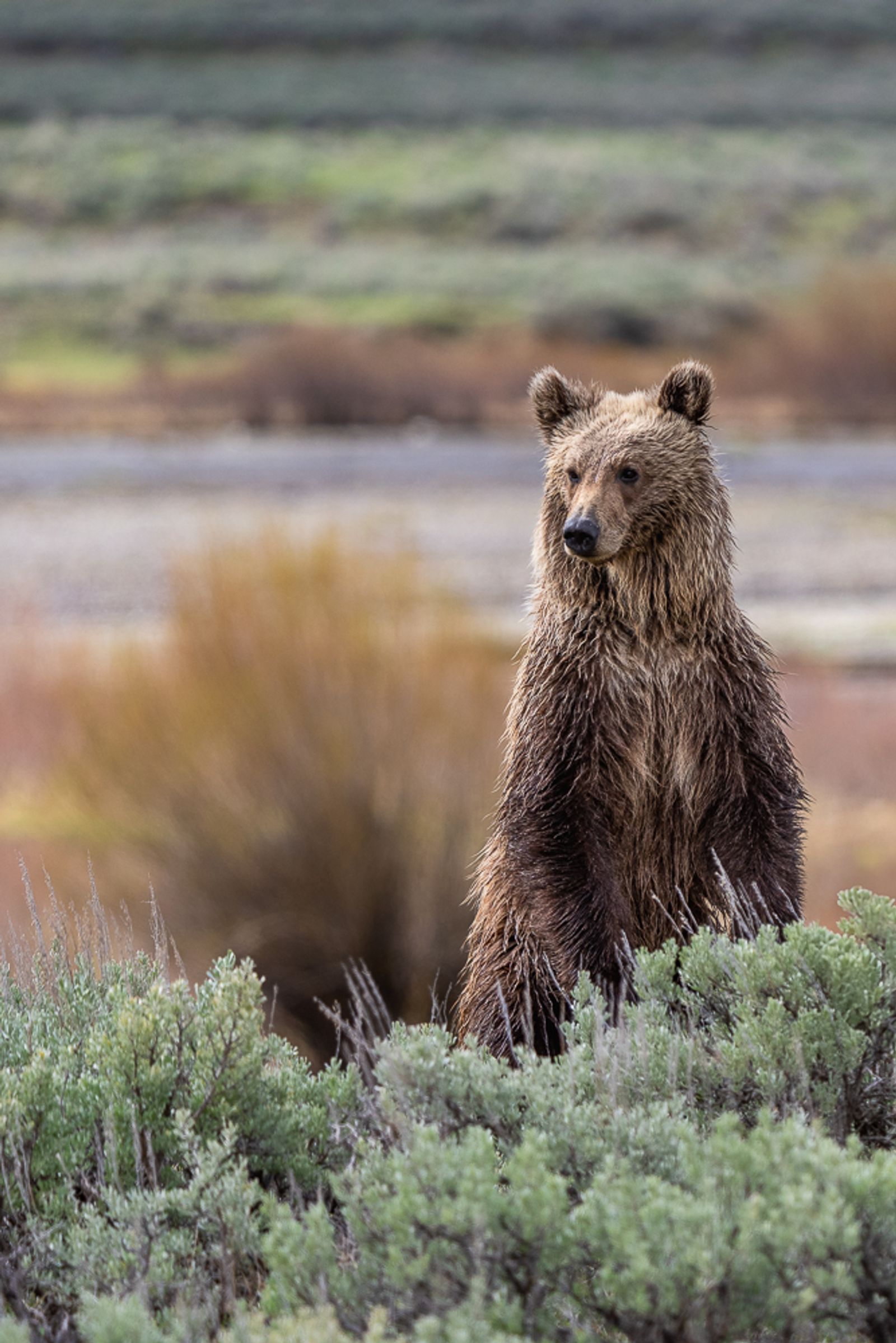 A sub-adult grizzly bear stands up behind some sagebrush to observe its surroundings