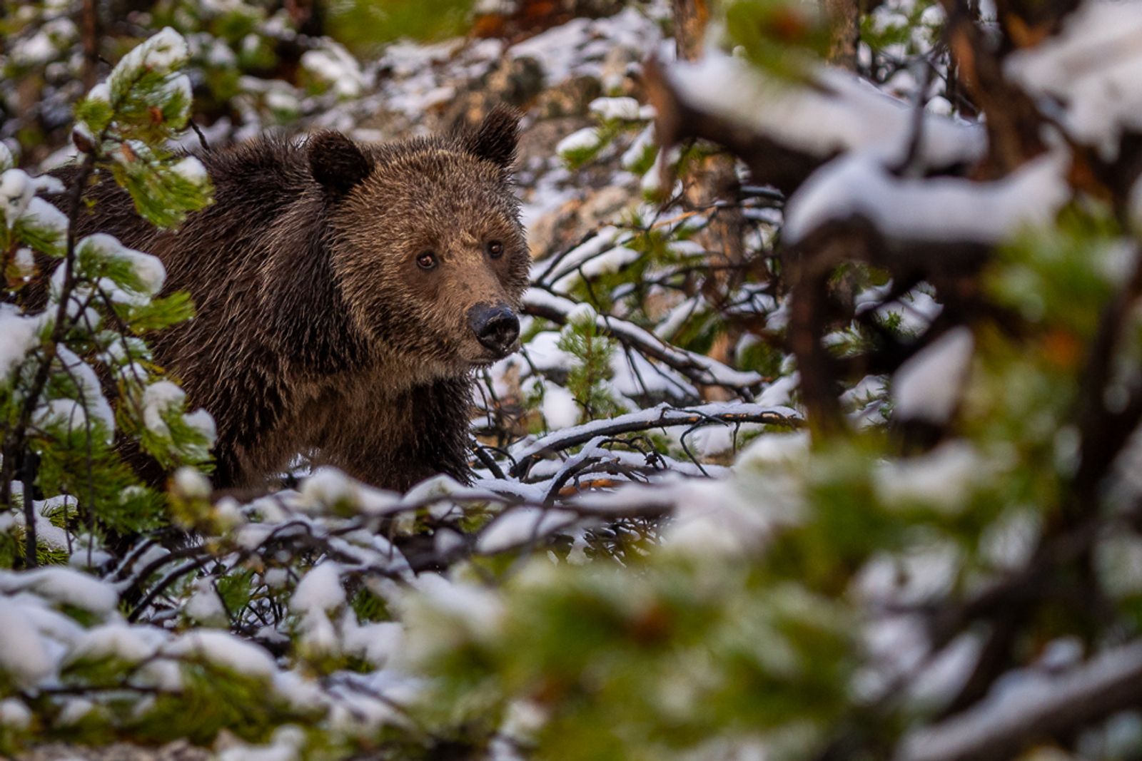 A grizzly bear walks through the woods with snow-covered branches