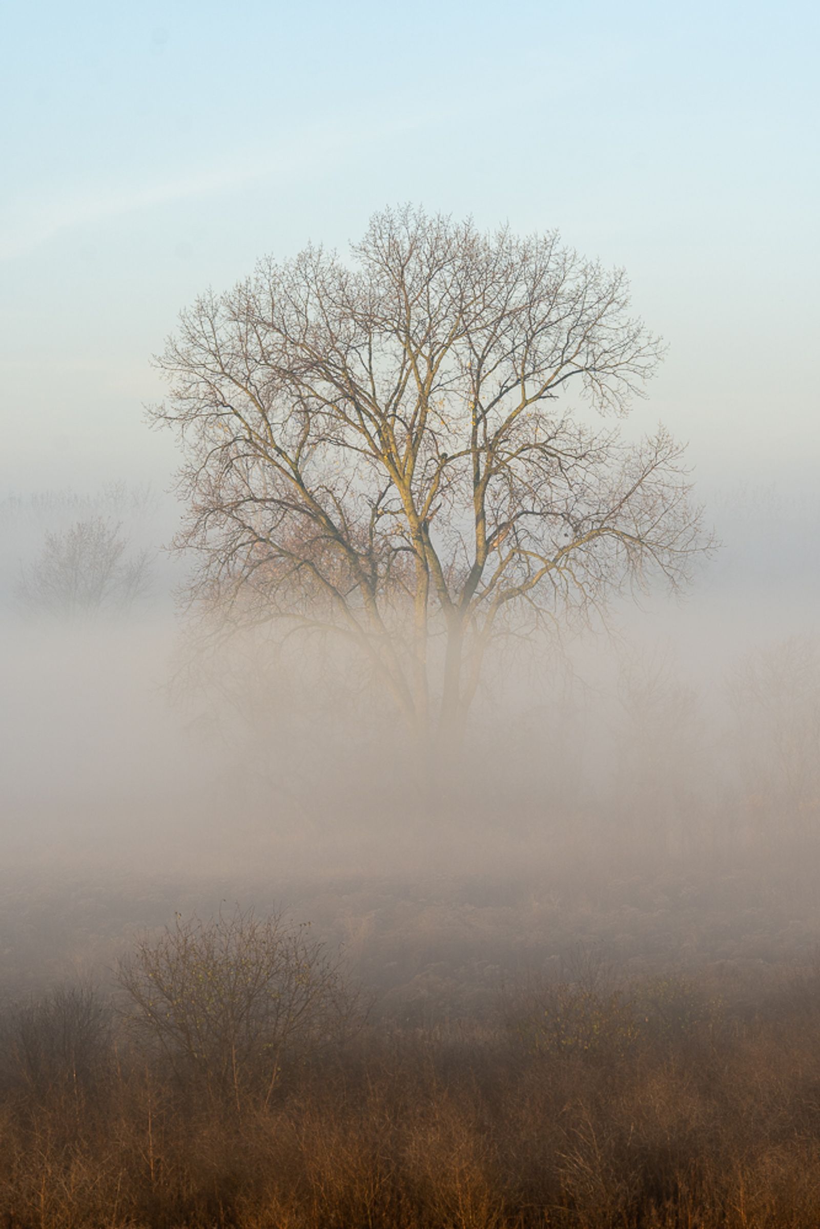 A barren tree on a foggy morning