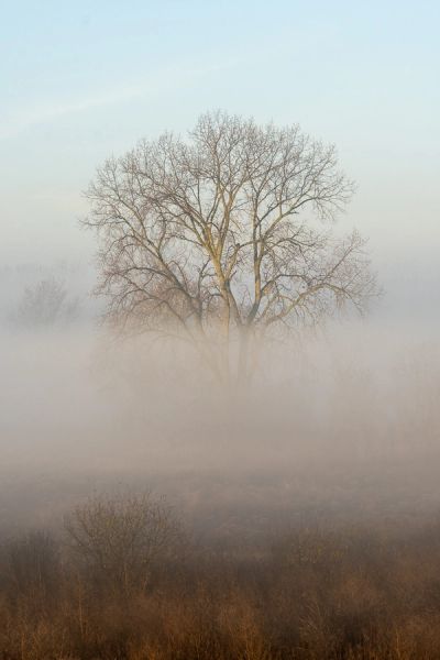 Barren tree on a foggy morning in Illinois