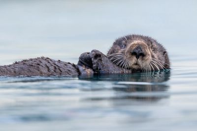 A sea otter in Homer, Alaska