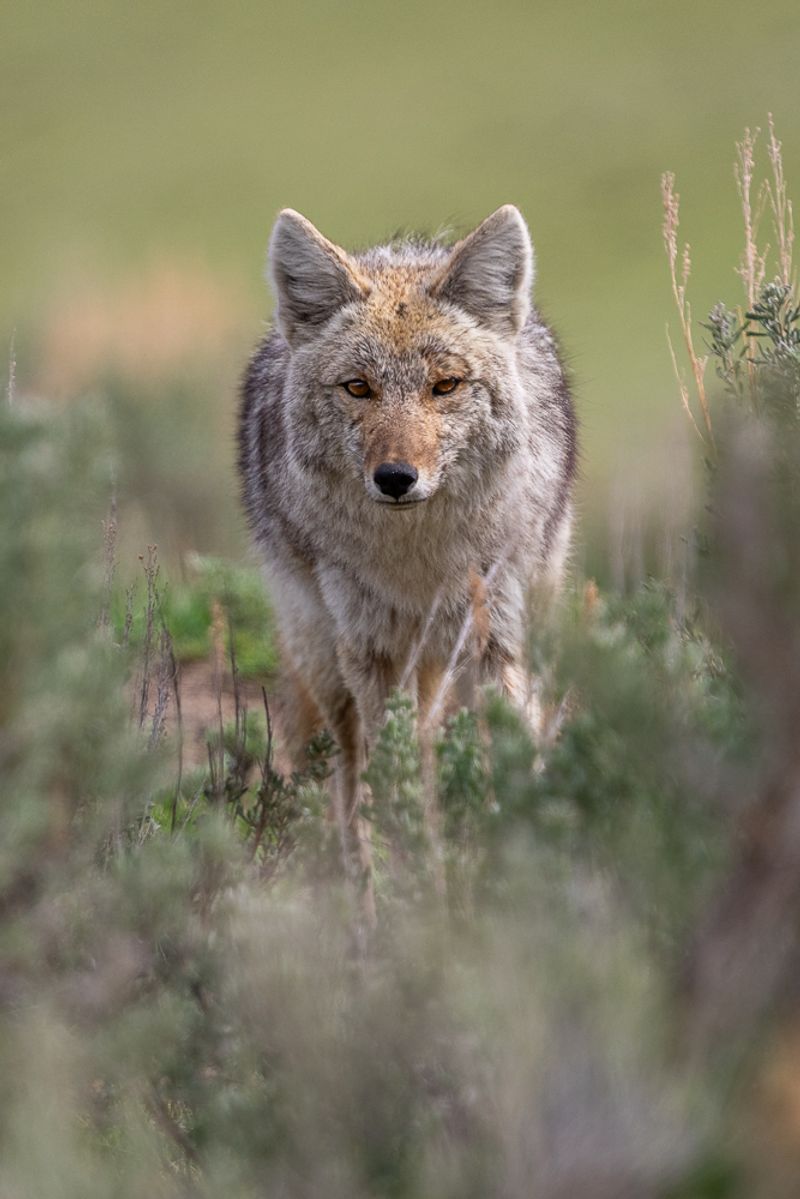 A head-on photo of a coyote stalking its prey amongst the sagebrush
