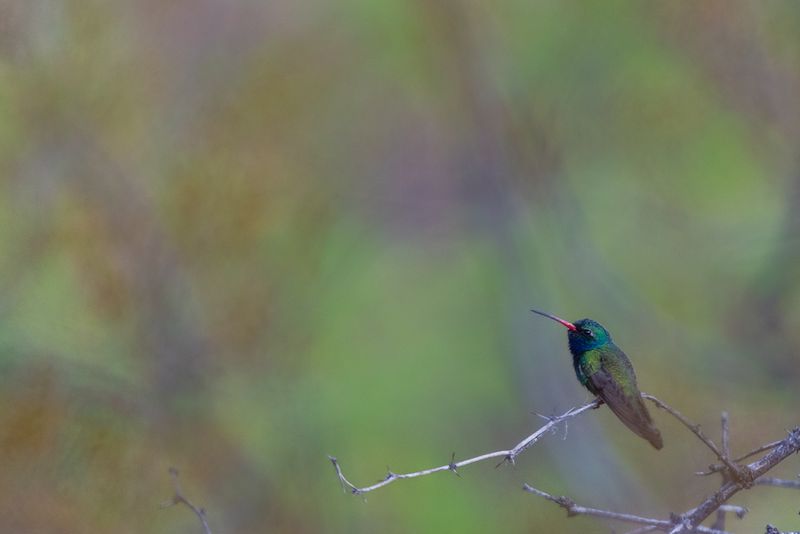 A broad-billed hummingbird perched on a branch