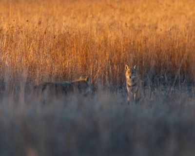 Coyotes in Illinois
