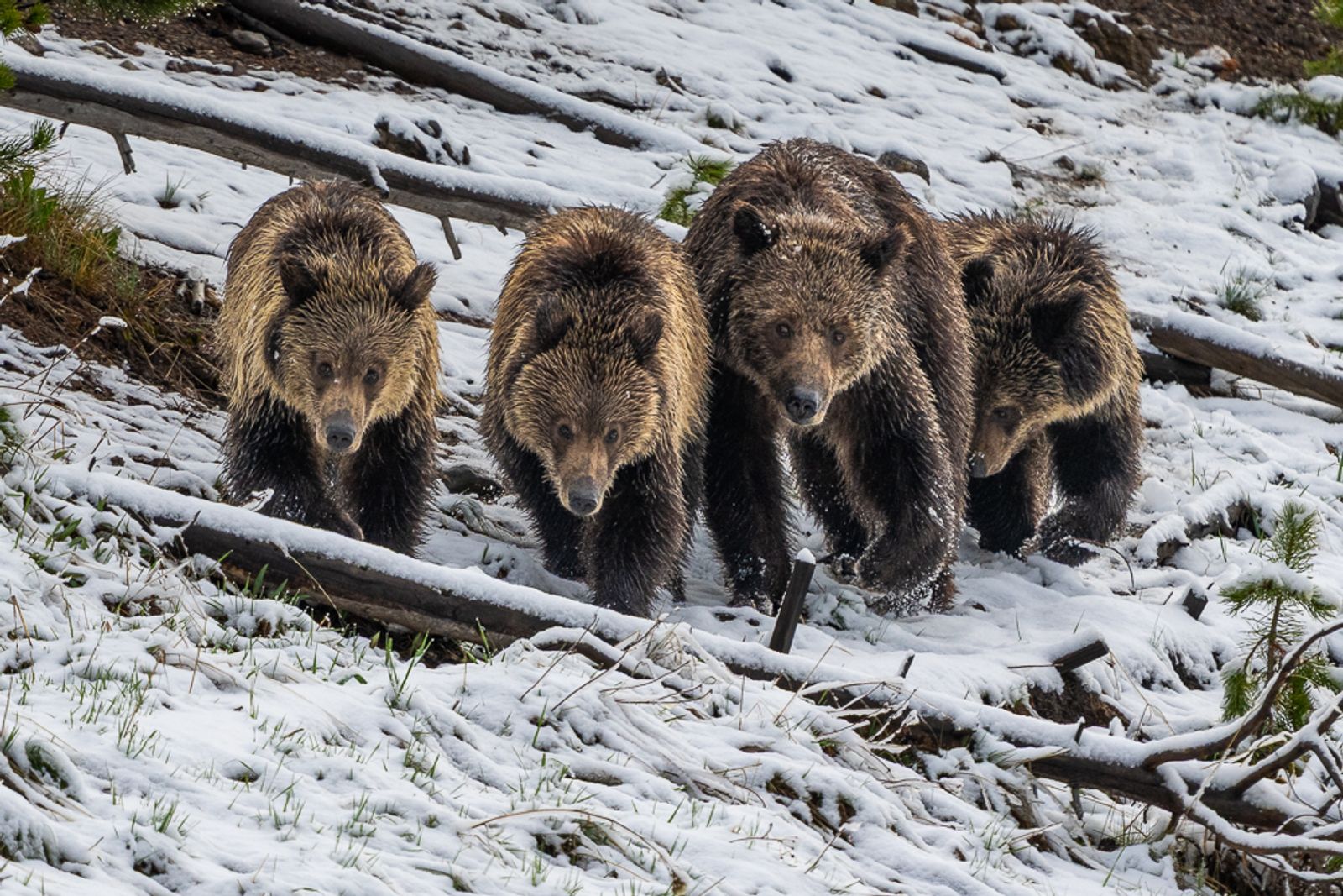 A grizzly bear and her three cubs walk down a hill covered in light snow