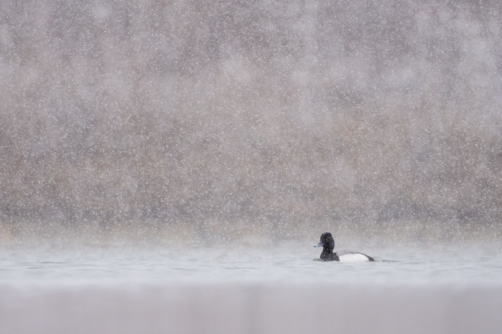 A lesser scaup floats on a lake with snowflakes coming down