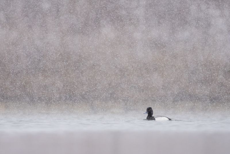 A lesser scaup floats on a lake with snowflakes coming down