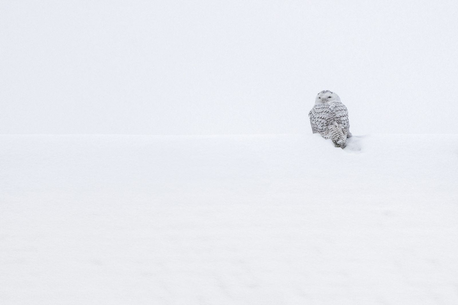 A snowy owl perched atop a snow-covered roof