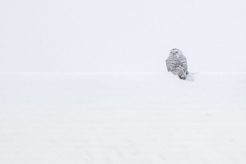 A snowy owl perched atop a snow-covered roof