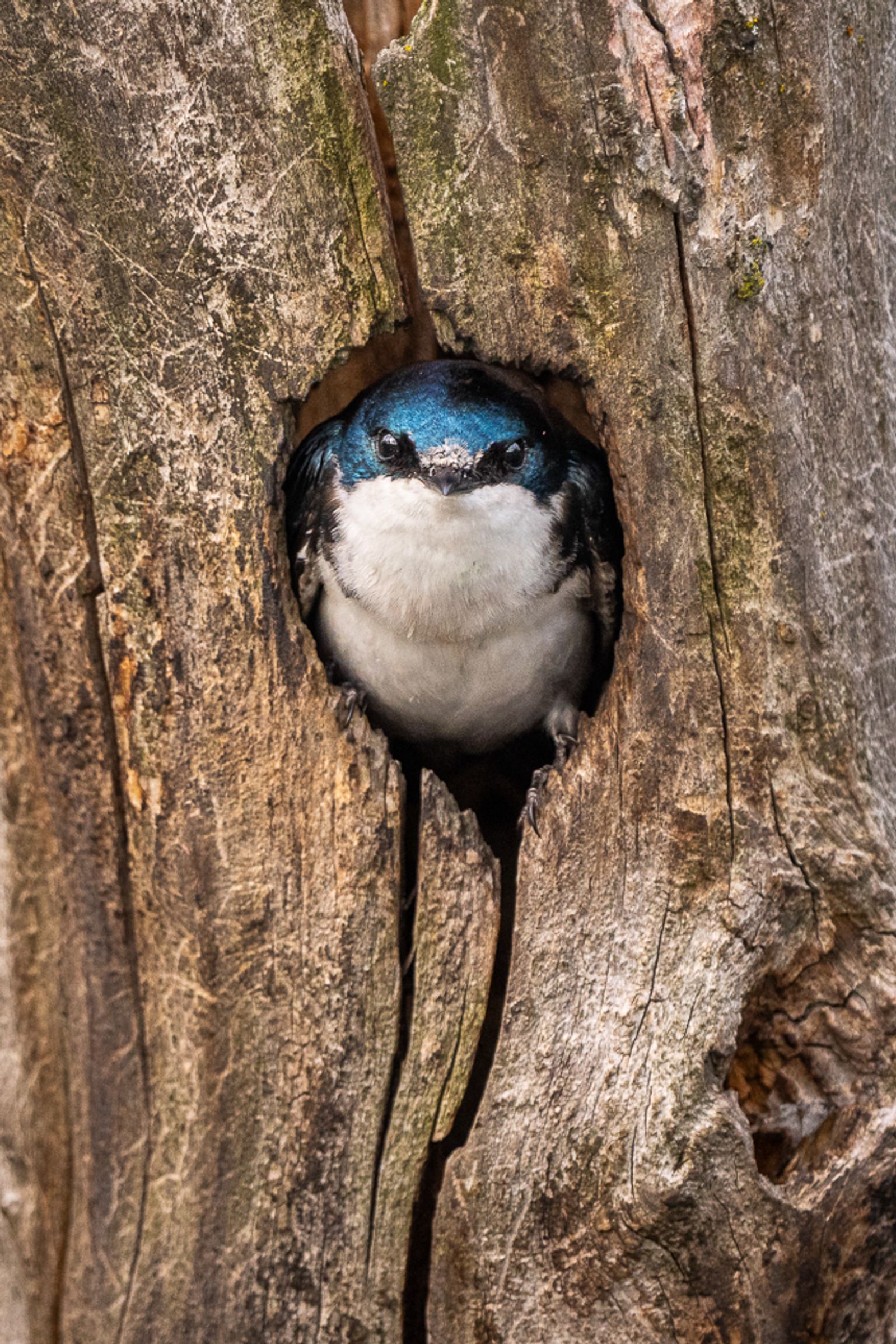 A tree swallow nestled in a hole in a tree, peeking out