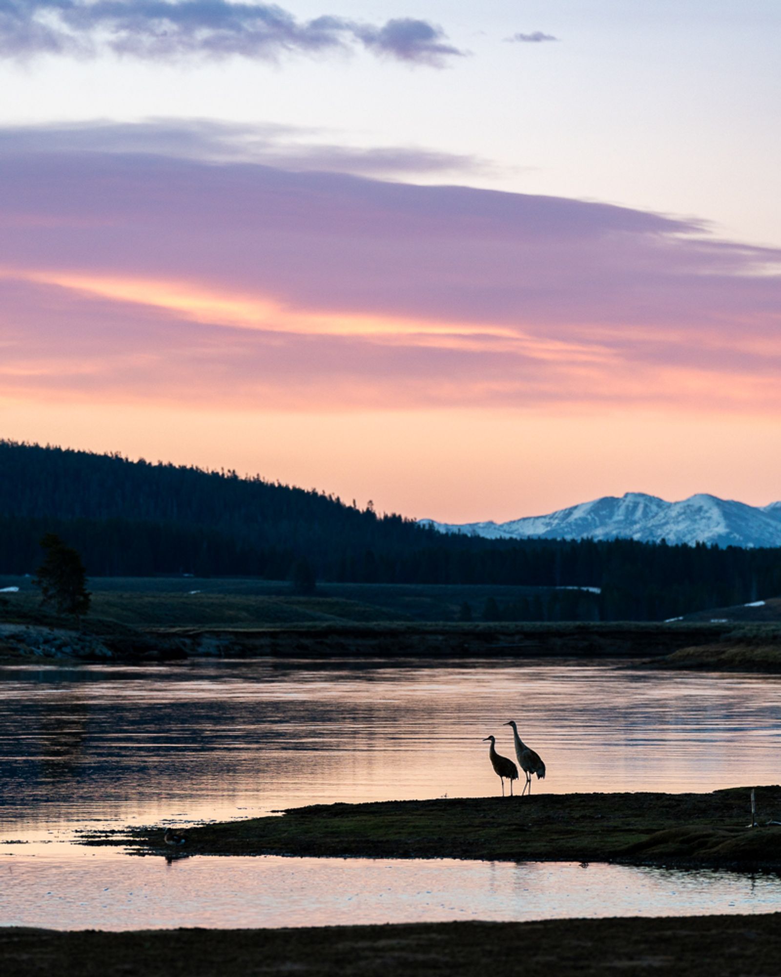 Silhouette of a pair of sandhill cranes along the river in Hayden Valley during sunrise